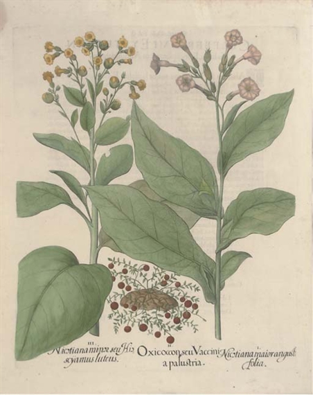 Guaiacana and Nicstiana Maior Angusti-folia, from Hortus Eystettensis by Basilius Besler