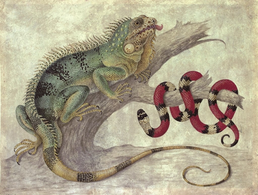 An Iguana (Iguana iguana) and a Coral snake (Elapidae micrurus) on a tree stump by Maria Sibylla Merian