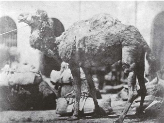 Camel - Ernest Benecke