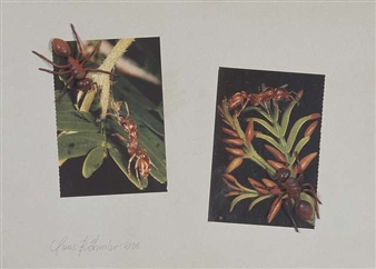 Ameisen reisen - Claus Böhmler