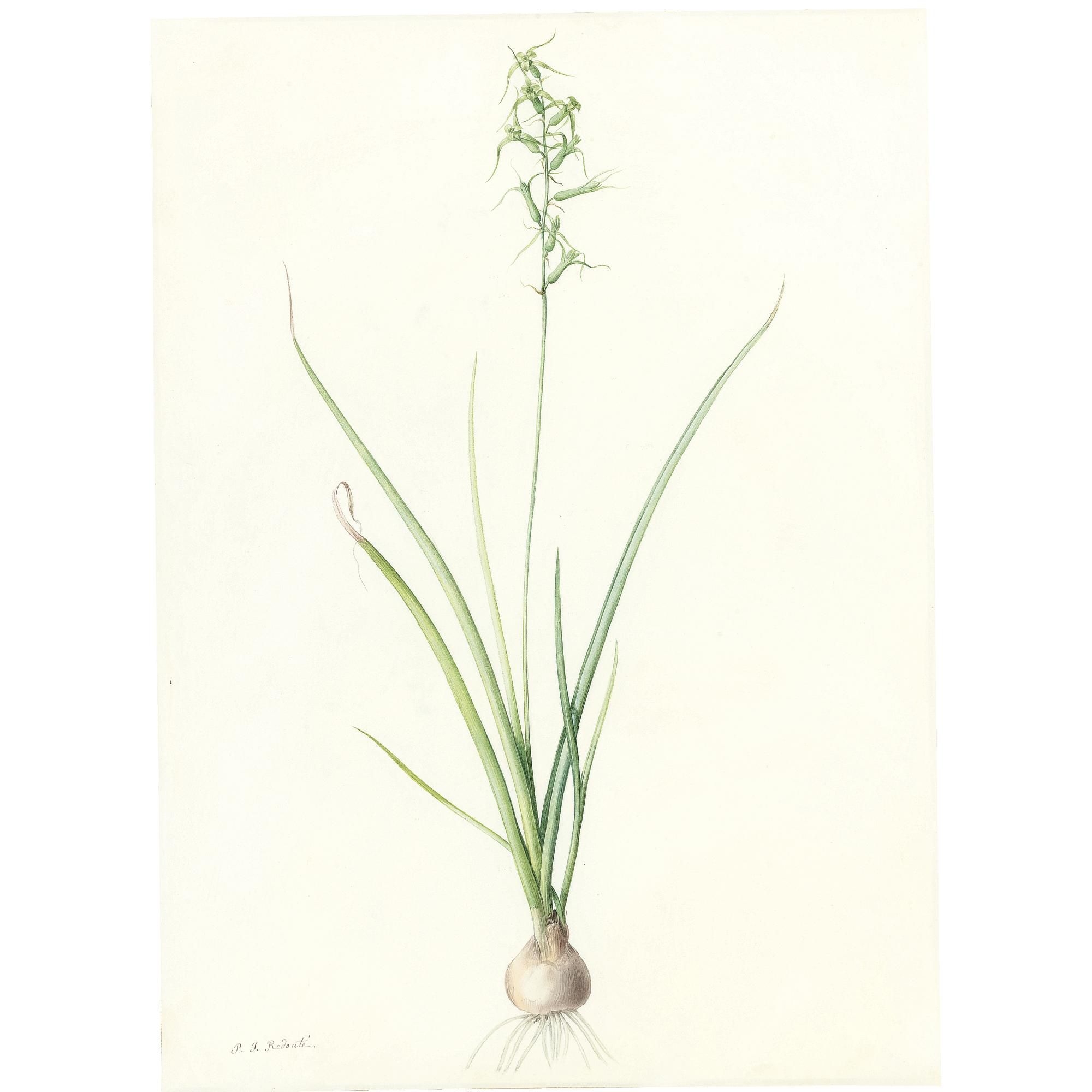 Hyacinthus Viridis by Pierre-Joseph Redoute
