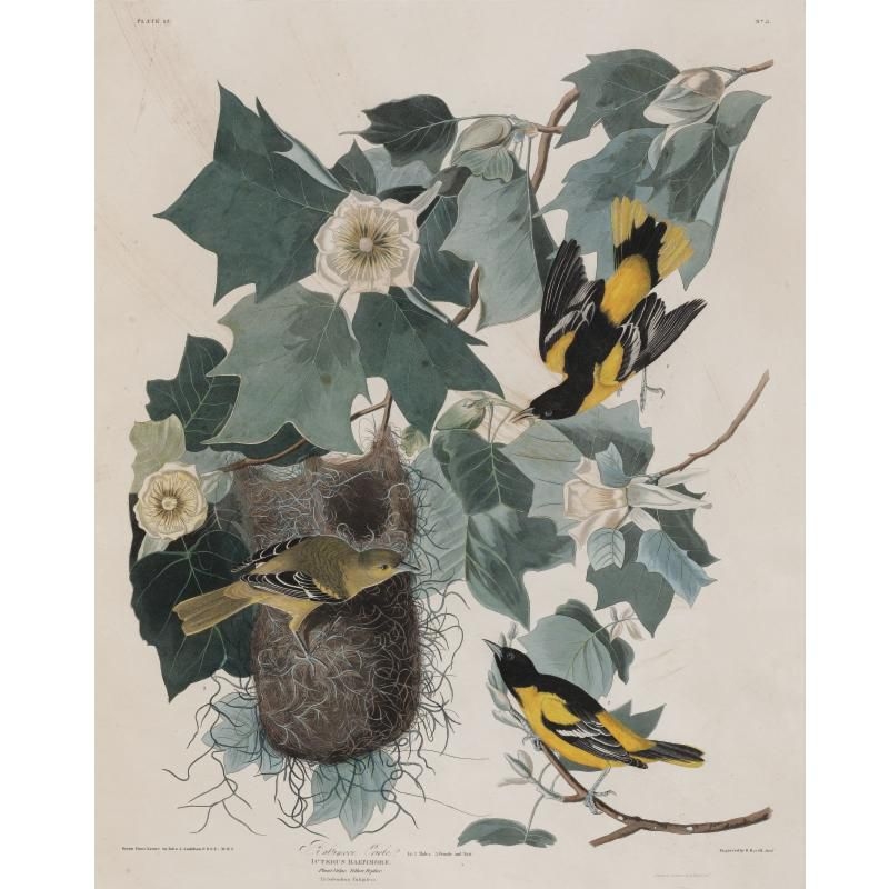 John James Audubon Baltimore Oriole Plate 12 Mutualart