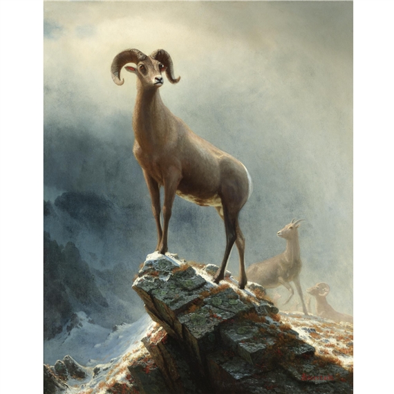 Rocky Mountain, Big Horn Sheep