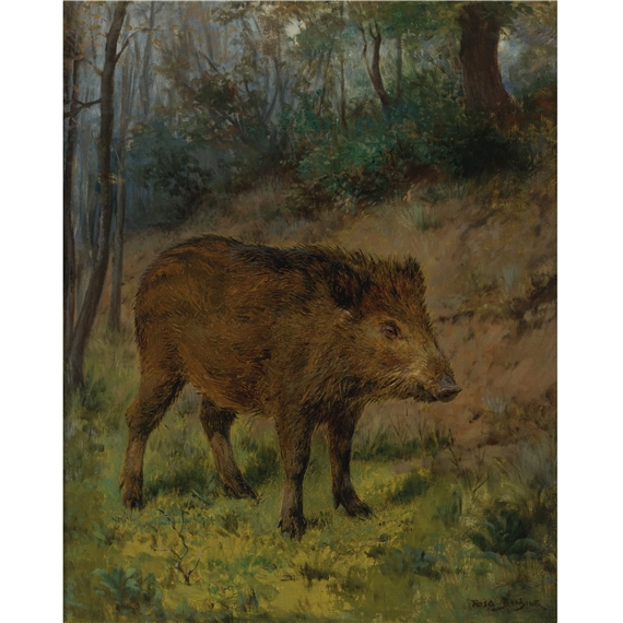 A Boar