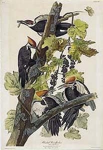 PILEATED WOODPECKER (PLATE 111) by John James Audubon
