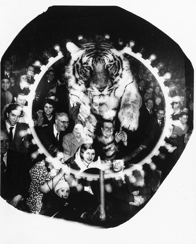 Weegee | TIGER JUMPING THROUGH HOOP AT THE CIRCUS | MutualArt