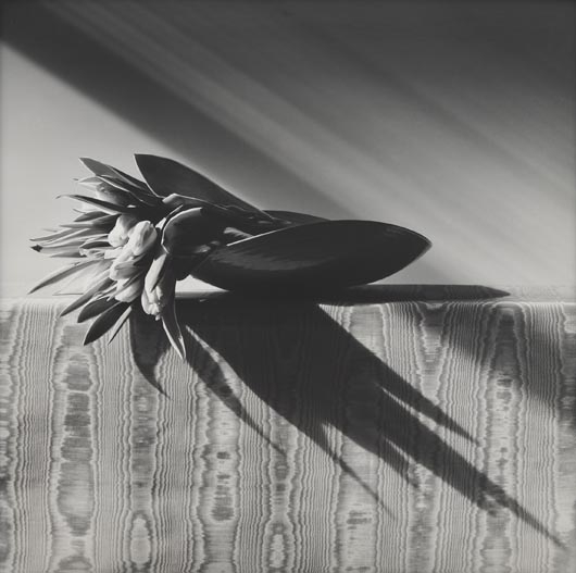 Parrot Tulips by Robert Mapplethorpe, 1988