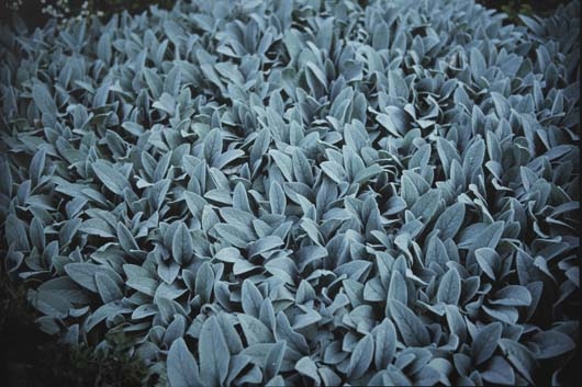 Lambs Ears, France by Nan Goldin, 1999