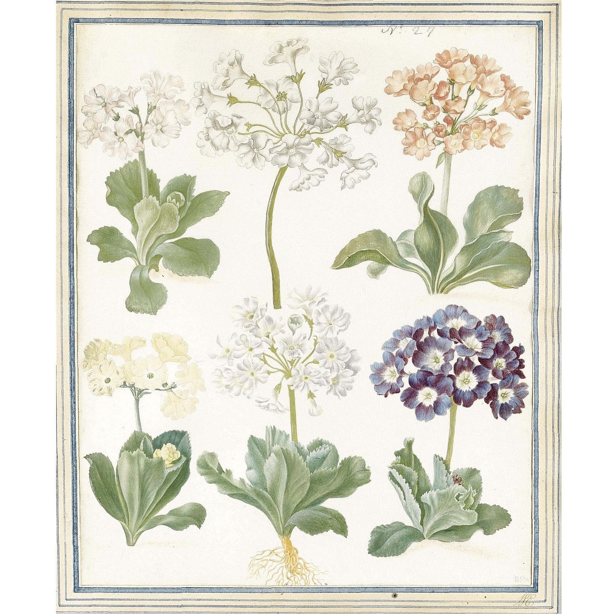 Artwork by Maria Sibylla Merian, studies of auriculas, Made of bears numbering, top right: N.27 ; bears extensive pencil inscriptions, verso , regarding whether or not Maria Sibylla Merian was an R.A.; watercolour over black chalk, on vellum