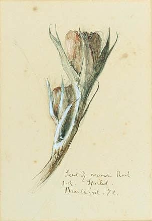 a seed of the common rusk by John Ruskin