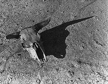 Arthur Rothstein | 'SKULL OF STEER IN BADLANDS OF SOUTH DAKOTA' | MutualArt