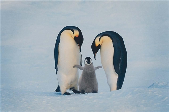 EMPEROR PENGUIN FAMILY, ANTARTICA, 1995
