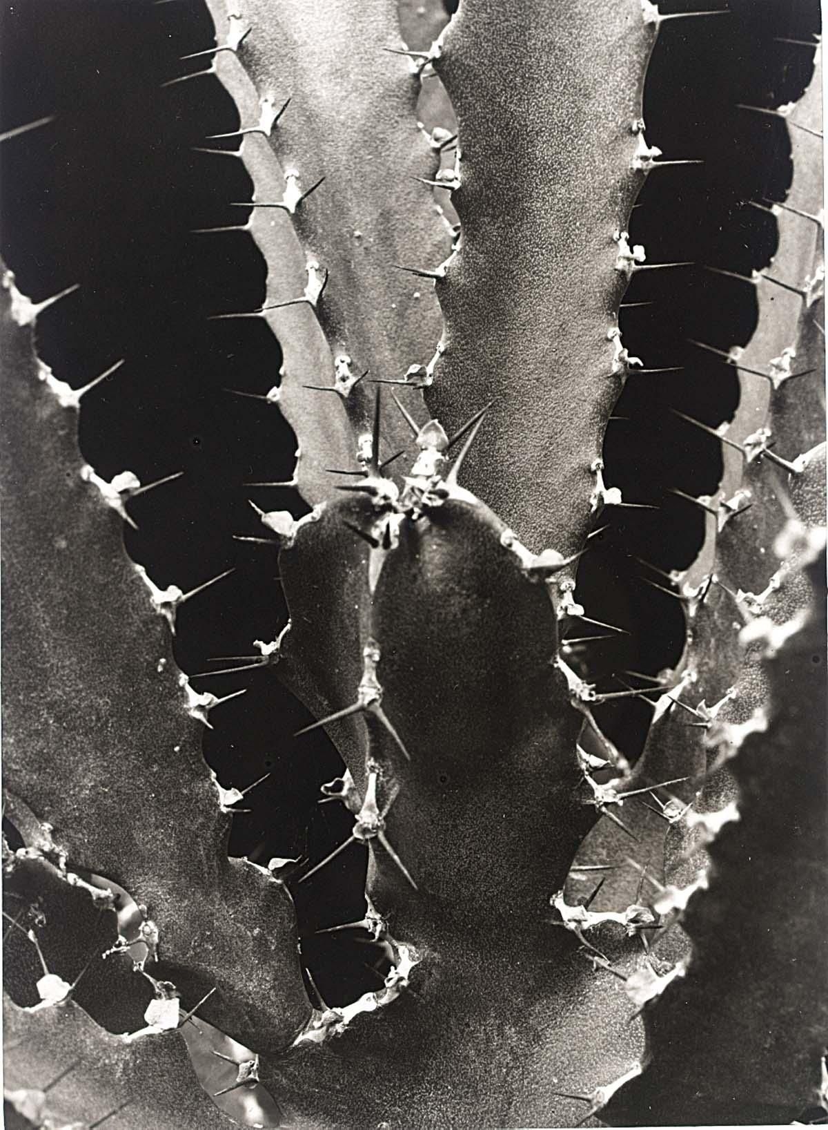 Albert Renger-Patzsch | CACTUS, CIRCA 1930 | MutualArt