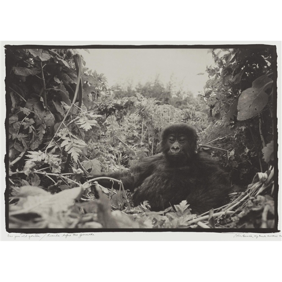 Peter Beard | A 2009 Pirelli calendar (2009) | MutualArt