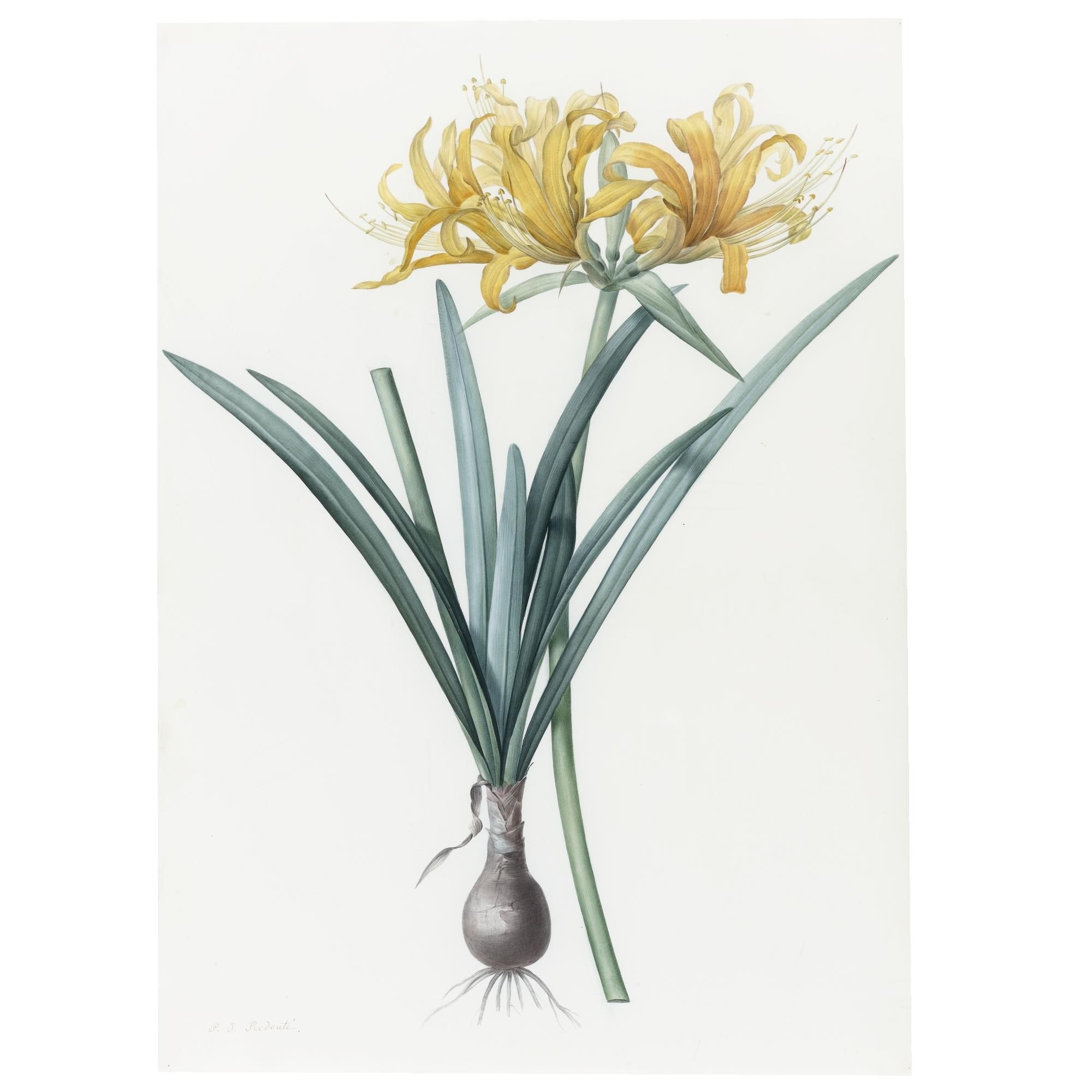 Amaryllis aurea / Amaryllis dorée by Pierre-Joseph Redoute
