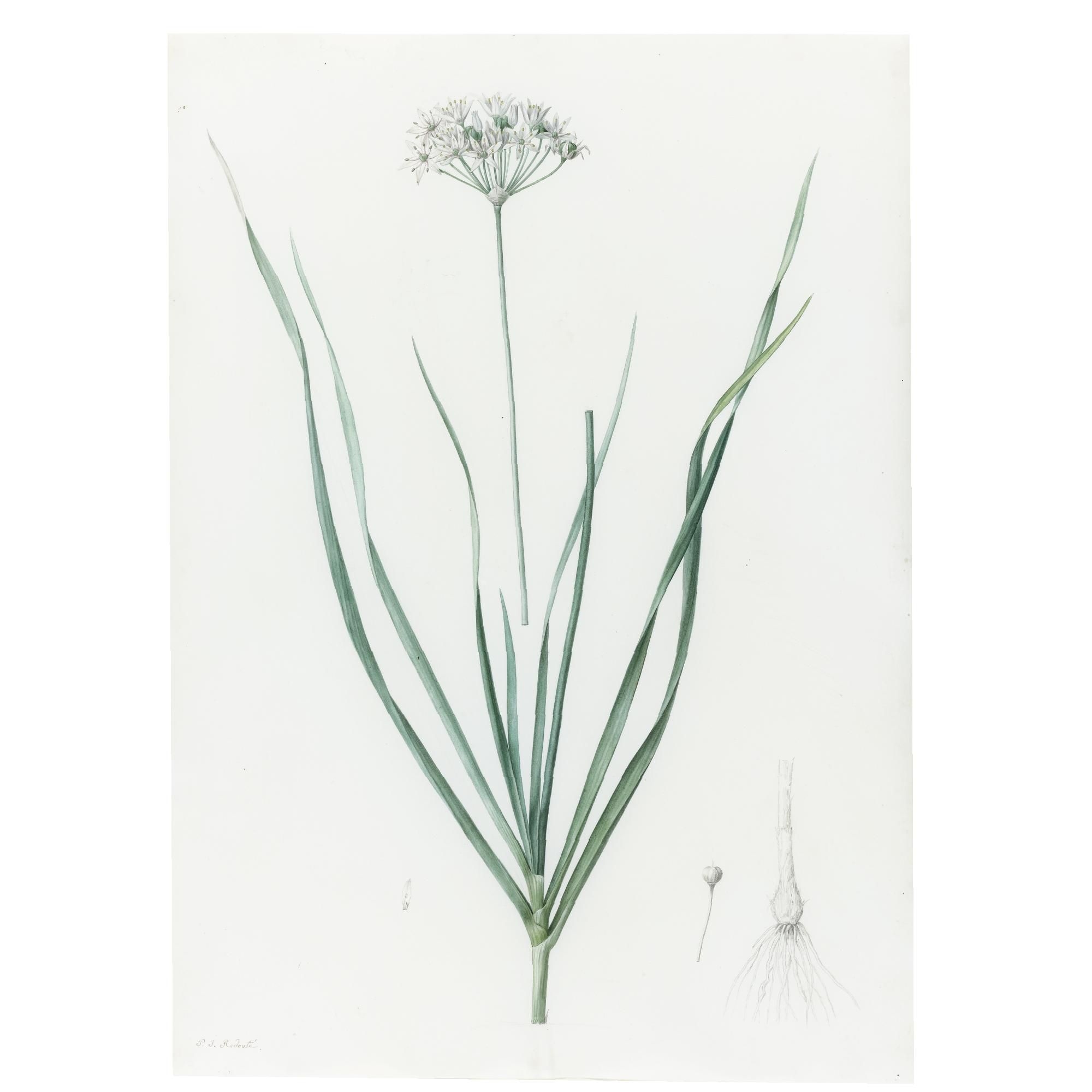 Allium tataricum / ail de tartarie by Pierre-Joseph Redoute
