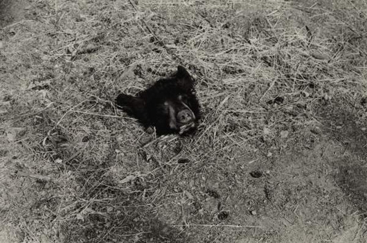 Artwork by Zoe Leonard, Bear Head on the Ground, Made of Gelatin silver print.