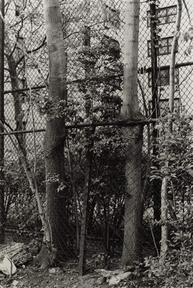 Two Trees by Zoe Leonard, 1998