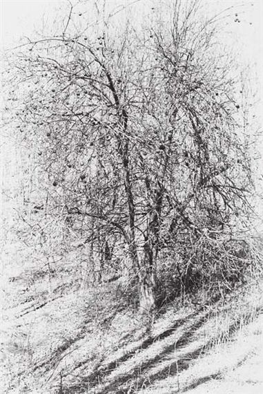 Untitled by Zoe Leonard, 1995