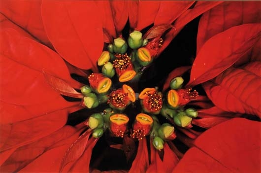 Flowers by Nobuyoshi Araki, circa 2000