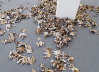 Pae White: In Between the Inside-Out - Mills College Art Museum