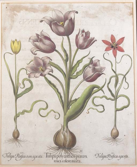 Tulipa polyanthos praecox rosea colore mixta; Anemone flore multiplici coccineo colore tenuifolia; Piper Indicum maximum rotundum erectum; Flos Armerius albus; Ribes minor fructurubro; Datura Turcarum; Auricula Ursi flore albo; Mufcari obsoleto albo flore; and Melanthium Hispa nicum maius, from Hortus Eystettensis by Basilius Besler