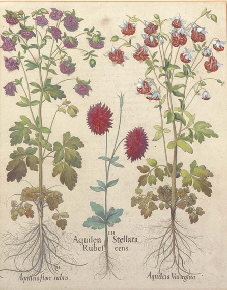 Aquileia Stellata Rubescens; Narcissus totus luteus montanus maior; Scorsonera latifolia; Tussilago; Lychnis coronaria flore rubro pleno; Ornithogalum minus; Poeonia peregrina flore coccineo; Ceruicaria maior syluestris; and Cyclamen serotinum folijs hederaceis, from Hortus Eystettensis by Basilius Besler