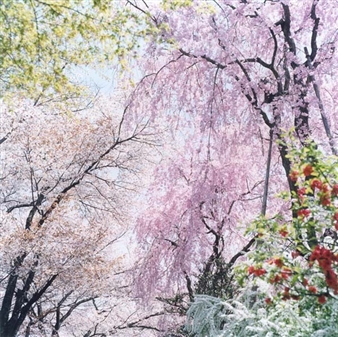 Rinko Kawauchi: Condensation - Mountain Fold Gallery