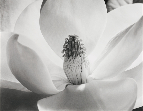Magnolia Blossom, 1925 by Imogen Cunningham, c. 1970