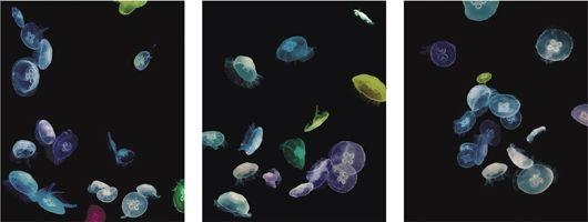 Artwork by Albert Watson, Jellyfish Tank, Mandalay Bay, Las Vegas, Made of Color coupler triptych, Diasec mounted