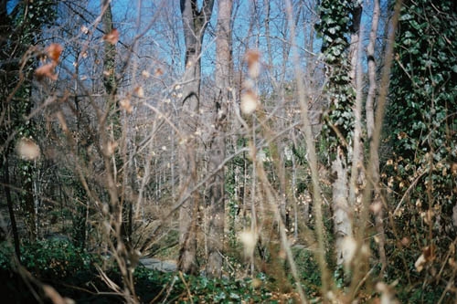 Terri Weifenbach: Woods - Civilian Art Projects