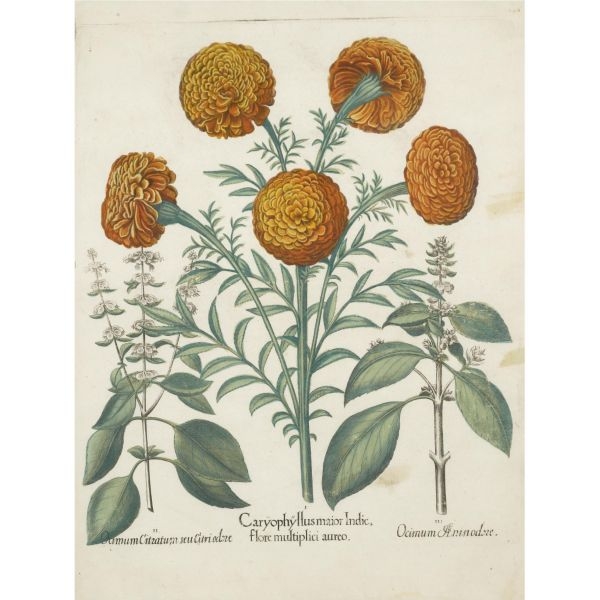Artwork by Basilius Besler, 2 works, Helianthemum flore luteo | Eringium marinum | Helianthemum flore albo [Sun Roses with Sea Holly] — Ocium citratum | Caryophyllus indicus flore multiplici luteo | Ocium aenisiodore [Sweet Basil with African Marigolds], Made of engraved plates