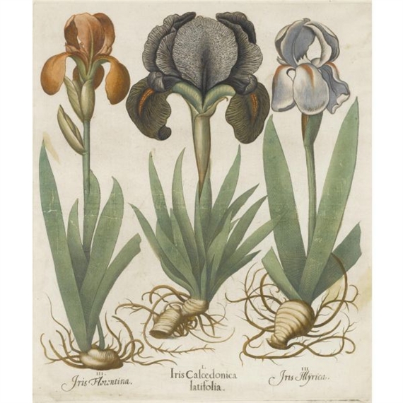 2 works, Iris Florentina | Iris Calcedonia latifolia |Iris Myrica [Orris Root | Iris | Dalmatian Iris] — Narcissus medio luteus | Narcissus maximus medio purpureus | Narcissus medio purpureus [Primroses and Poet's Narcissus] by Basilius Besler