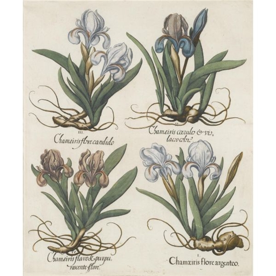 2 works, Chamaeiris latifolia biflora [and 3 other varieties of dwarf irises] — Chamaeiris flore candido [and 3 other varieties of dwarf irises] by Basilius Besler