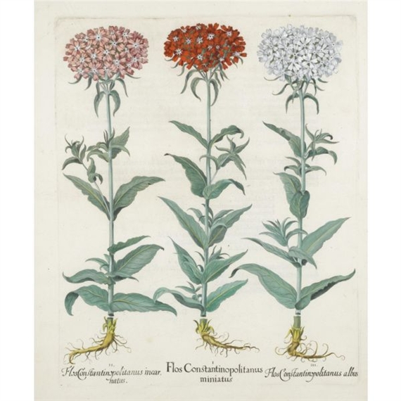 group of 5, Anemone hortensis flore cocci neo variegate latifolia and others