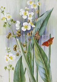 Artwork by Marian Ellis Rowan, Lance-leaved Sagittaria (Sagittària Lancifòlia), Made of watercolour and gouache
