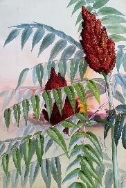 Smooth Upland Sumac (Rhús Glàbra)