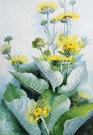 Sunflower Daisy (Wedelia Asperrima) by Marian Ellis Rowan