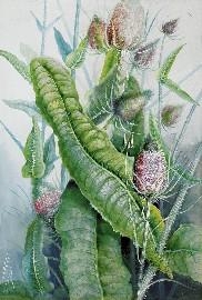 Teasel (Dipsacus Fullonum) by Marian Ellis Rowan