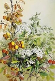 Dotted-Fruited Thorn (Cratægus Punctàta) - Marian Ellis Rowan