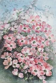 Flowering Dogwood (Córnus Flòrida)