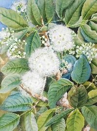 Artwork by Marian Ellis Rowan, Untitled, Made of watercolour and gouache