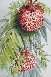 Artwork by Marian Ellis Rowan, Brownea, Made of watercolour and gouache