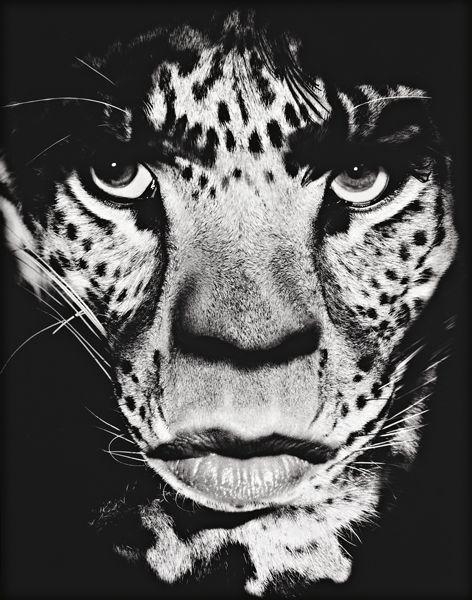 Artwork by Albert Watson, Mick Jagger, Los Angeles, Made of Archival pigment print