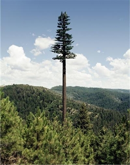 Robert Voit: New Trees - Amador Gallery