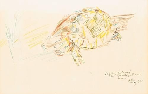Study of a tortoise