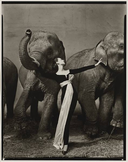 Dovima with Elephants, Cirque d'Hiver, Paris by Richard Avedon, 1955