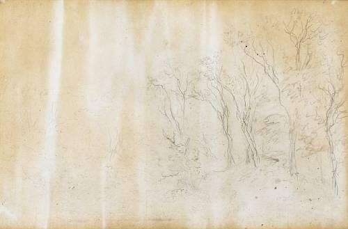 A study of trees by John Constable