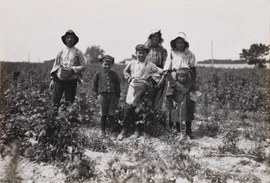 Untitled (field hands picking berries)