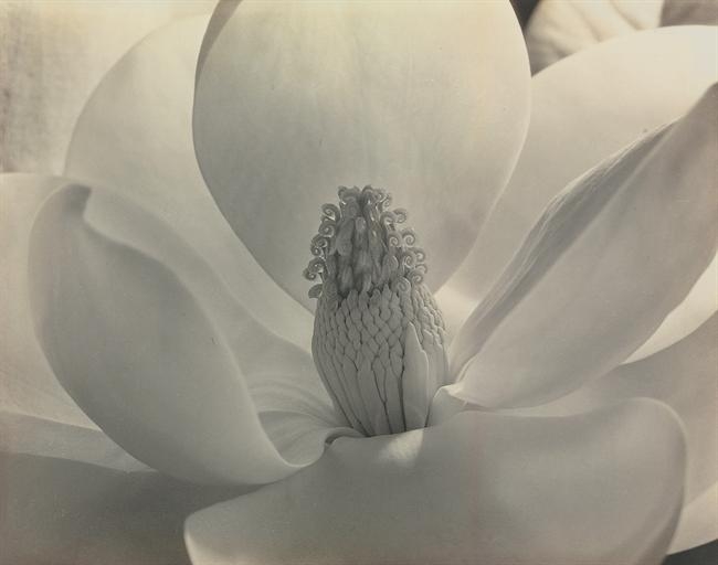Artwork by Imogen Cunningham, Magnolia Blossom, 1925, Made of gelatin silver print